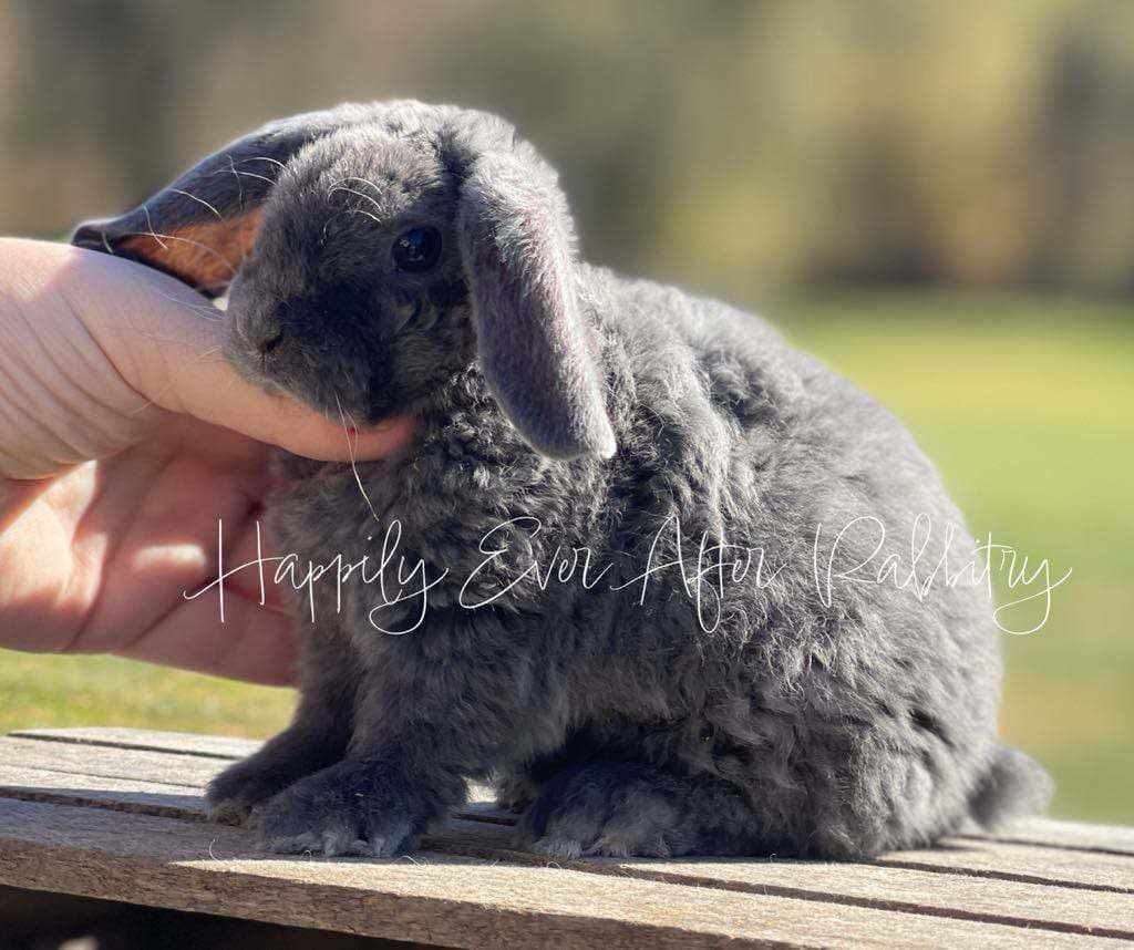 super adorable mini plush lop near me