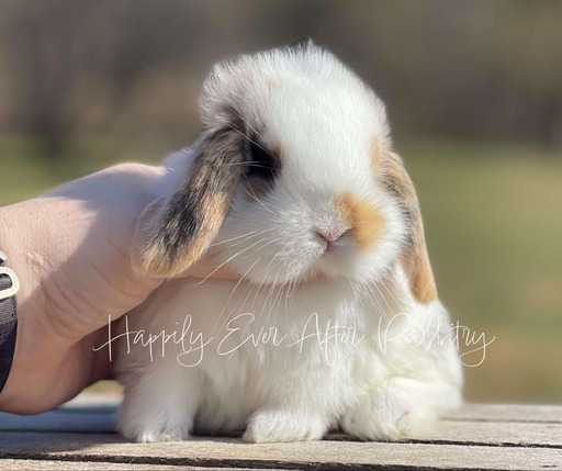 Local Mini Lop Bunnies for Sale Near You