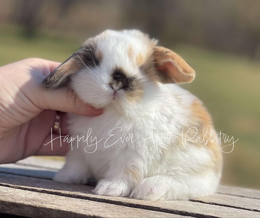 Mini Lop Bunnys - Your Perfect Companion Awaits