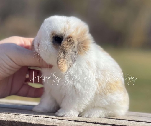 Stunning Blue Mini Lop Bunnies Looking for Loving Homes