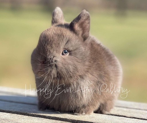 Purebred Netherland Dwarf rabbit for sale, compact and gentle, great for indoor pets and small spaces.