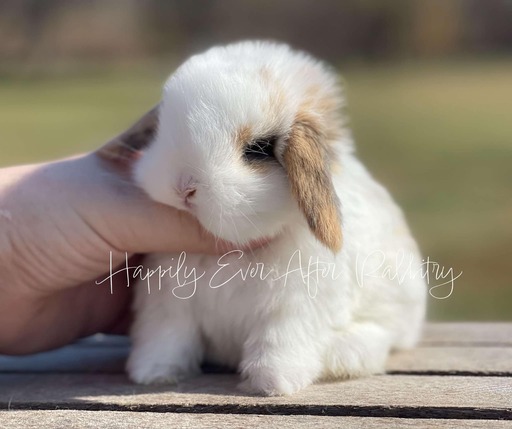 Stunning Blue Mini Lop Bunnies Looking for Loving Homes