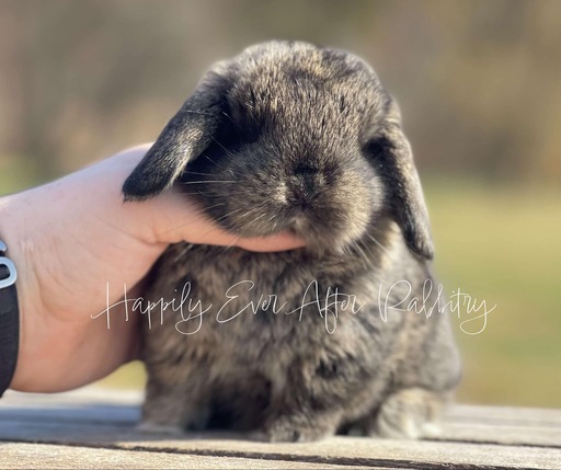 Cuddle-ready Mini Lop Bunny Seeking a Loving Family