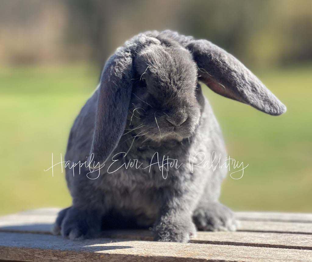 super adorable mini plush lop near me