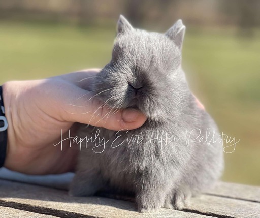 Furry Happiness Awaits: Bunnies for Sale Near You