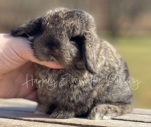 Cuddle-ready Mini Lop Bunny Seeking a Loving Family