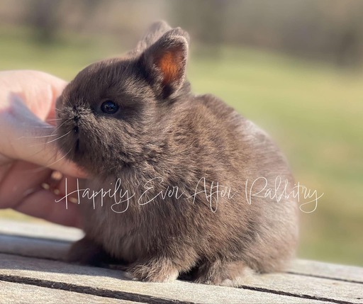 Purebred Netherland Dwarf rabbit for sale, compact and gentle, great for indoor pets and small spaces.