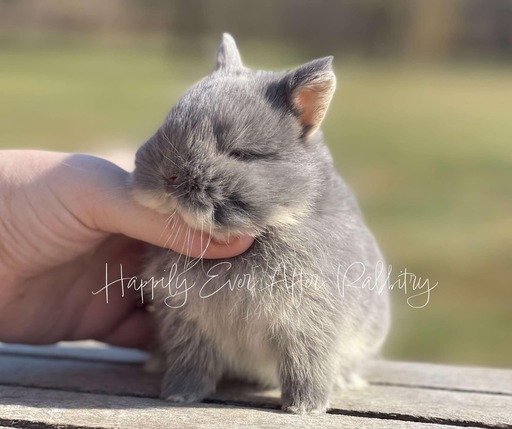 Mini Netherland Dwarf rabbit available for sale, ideal companion for pet lovers. Small size with a sweet, affectionate nature.