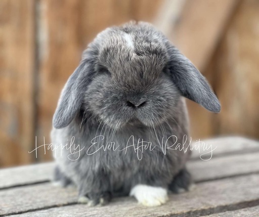 Discover Available Holland Lop Bunnies in Philadelphia, PA