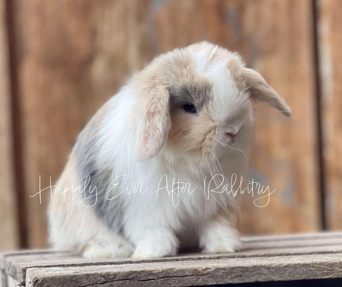 Join the bunny brigade - Bunny for sale, your playful pal awaits!