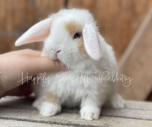 Beautiful Holland Lop Bunnys Ready for New Homes