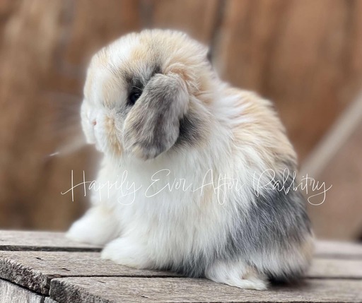 Local Holland Lop Bunnies for Sale Near You