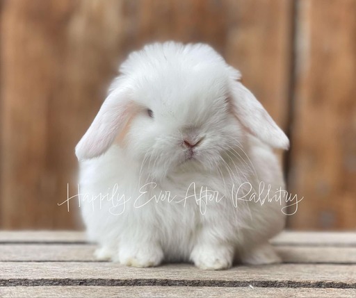 Local joy! Adorable rabbits for sale near you - Find your perfect match!