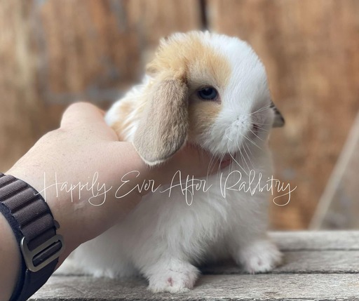 Find Your Ideal Holland Lop Companion for Adoption