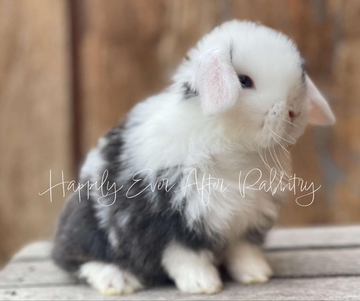 Adorable Holland Lop Bunny Available for Adoption