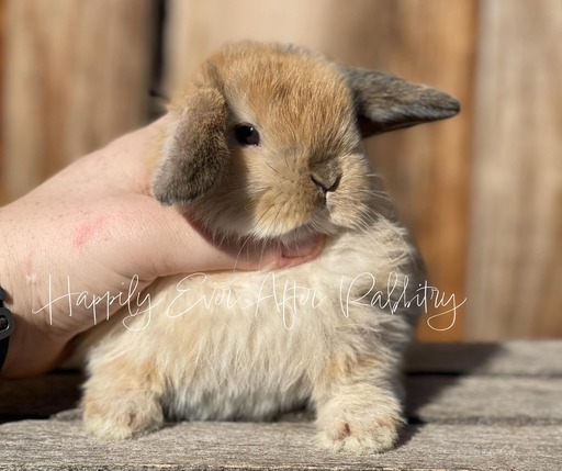 Check Out Our Holland Lops - Perfect Bunnies for Sale