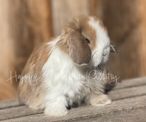 Cuddle-ready Holland Lop Bunny Seeking a Loving Family