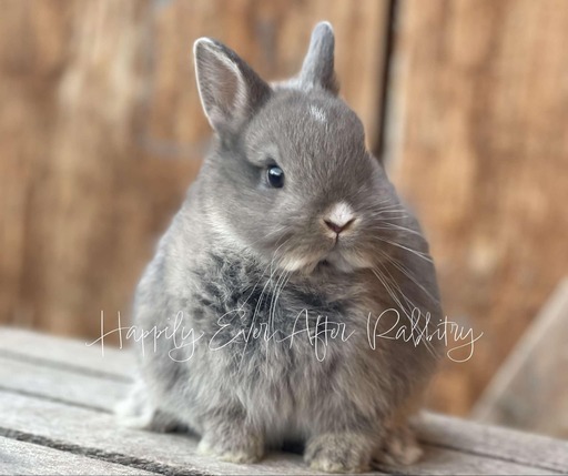 Gentle rabbit searching for a caring family to join