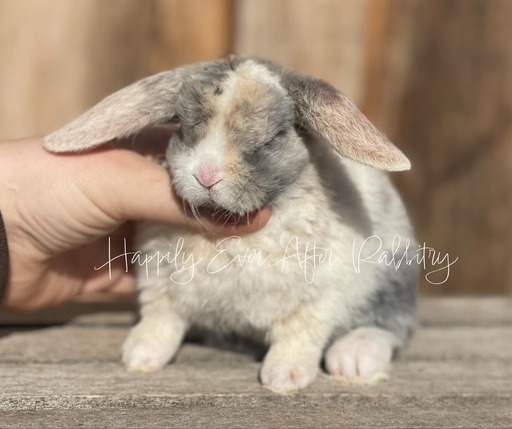 Charming bunnies seeking loving families