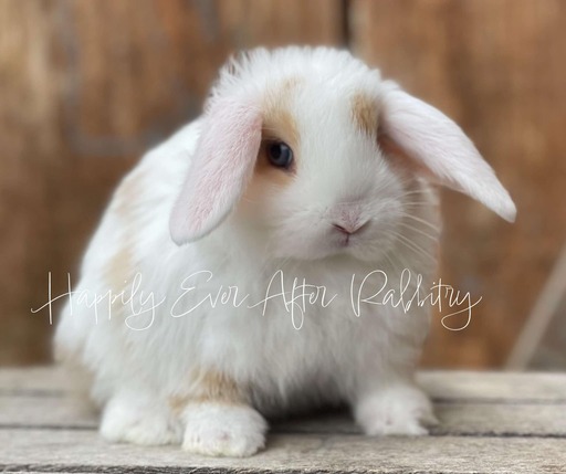 Beautiful Holland Lop Bunnys Ready for New Homes