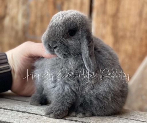 Cute and cuddly rabbits available for adoption - inquire now!