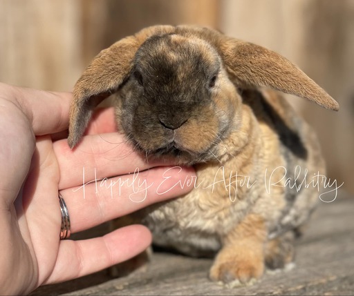 rabbit for sale near me