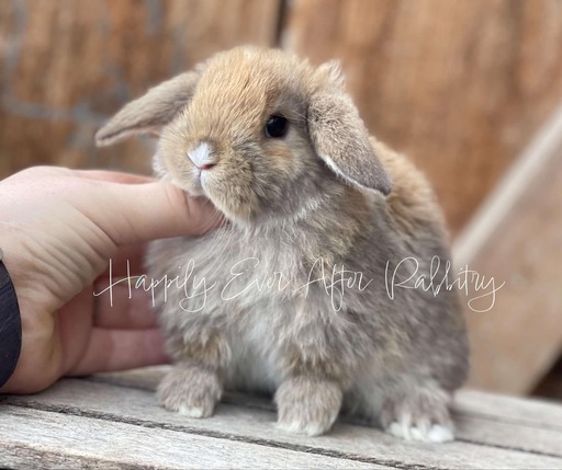 Embark on a furry adventure - Bunny for sale, your new friend beckons