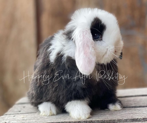 Super cute Holland Lop Bunny