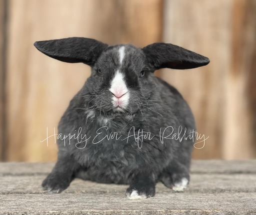 Irresistible bunnies ready for adoption