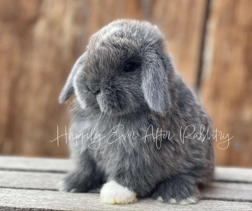 Discover Available Holland Lop Bunnies in Philadelphia, PA