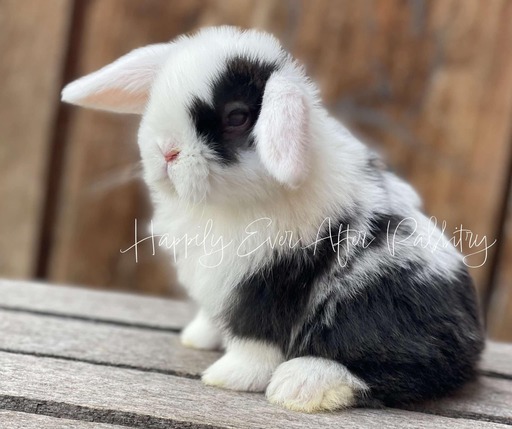 Adorable Holland Lop Bunny Available for Adoption