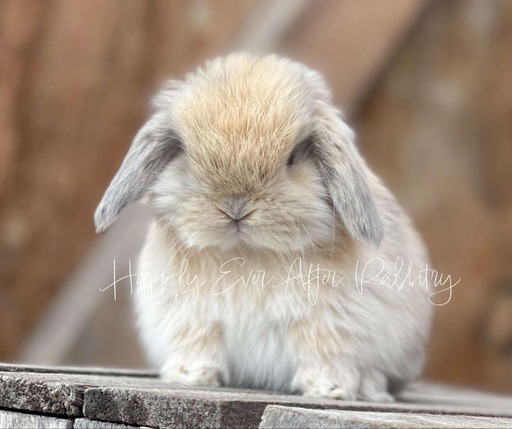 Cute rabbits for sale near me – find happy, well-socialized bunnies