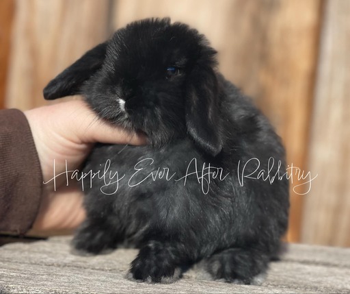 Adopt an irresistible bunny companion