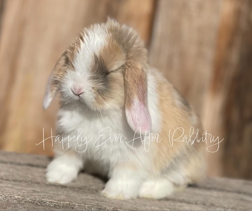 Adopt a bundle of joy - Discover our irresistible bunny for sale!