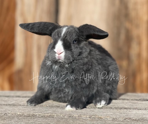 Irresistible bunnies ready for adoption