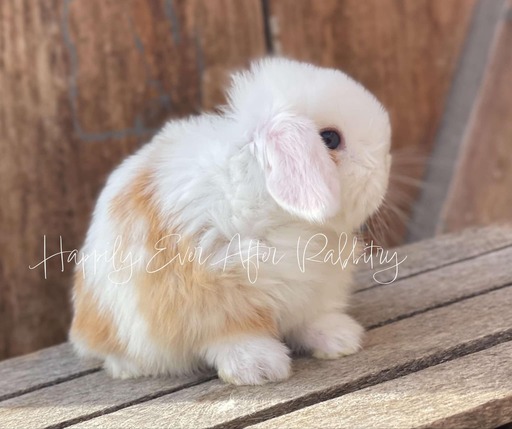 Browse our selection of rabbits for sale