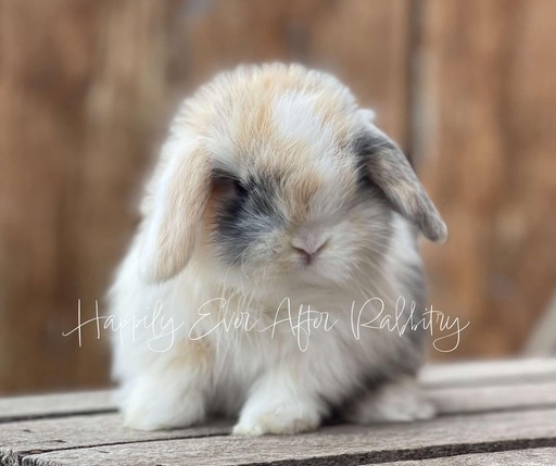 Local Holland Lop Bunnies for Sale Near You