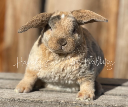 Discover Available Mini Plush Lop Bunnies in NJ, PA, and NY