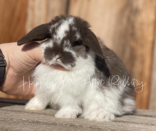 mini lop bunny rabbits for sale