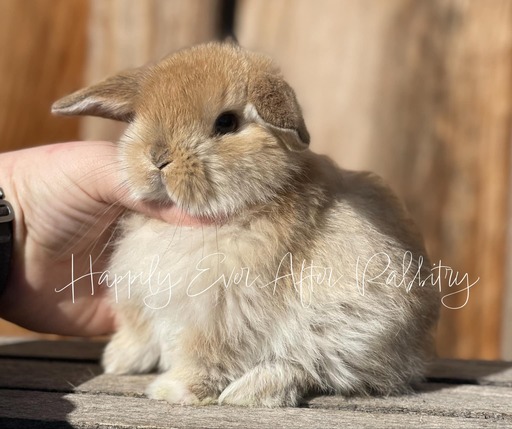 Holland Lop For Sale