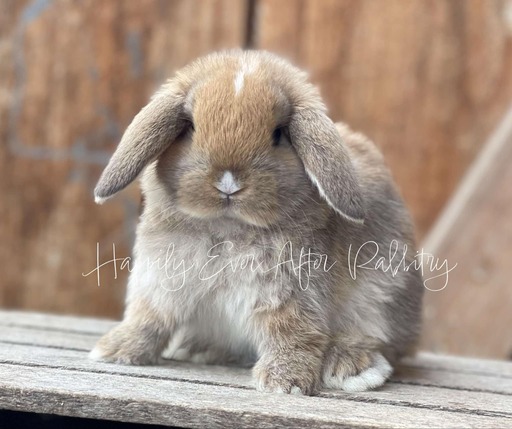 Hoppy homes wanted - Find your perfect rabbit companion in our for sale listings!