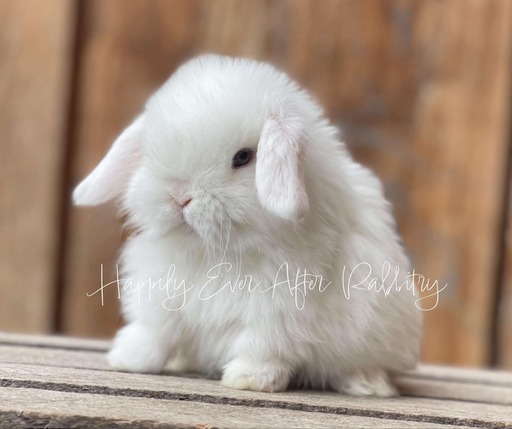 Local joy! Adorable rabbits for sale near you - Find your perfect match!