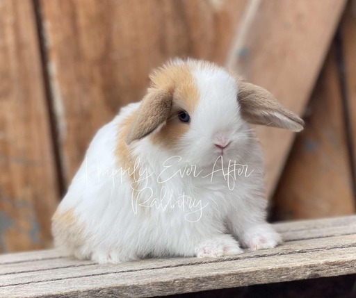 Find Your Ideal Holland Lop Companion for Adoption