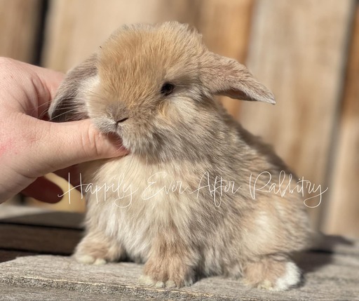 Furry bundles of joy looking for a home - Check out our rabbits for sale!