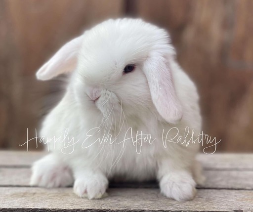 Holland Lop Bunnies for sale near me