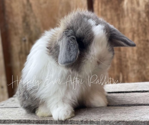 Sweet Holland Lop Bunny Looking for a Forever Home