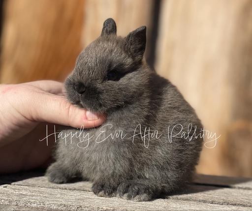 Sweet Netherland Dwarf Bunny Looking for a Forever Home