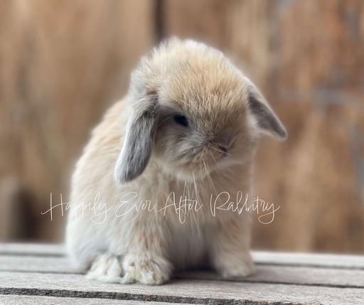 Cute rabbits for sale near me – find happy, well-socialized bunnies