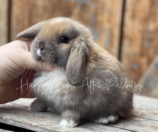 cute holland lop for sale