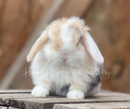 Sweet Holland Lop Bunny Looking for a Forever Home